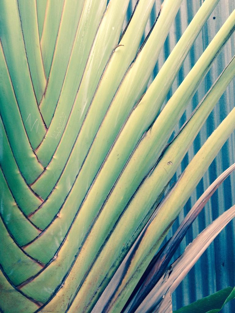 Vegetation tropicale Thailande