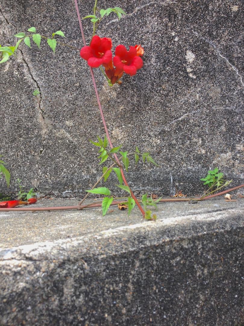 fleur_de_beton_voyage