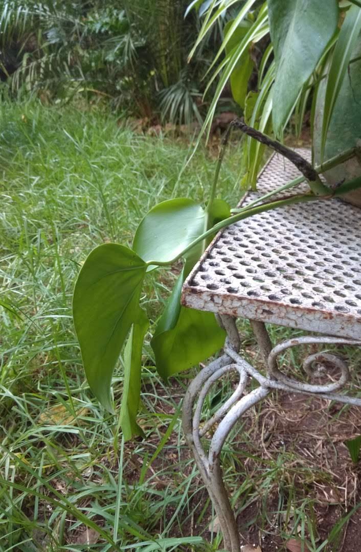 jardin_en_voyage